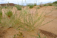 Anticharis scoparia