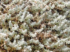 Teucrium gnaphalodes