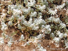Teucrium gnaphalodes