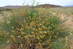 Hermbstaedtia glauca