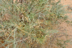 Calobota linearifolia