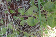 Chascanum