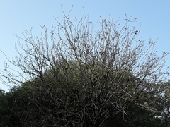 Pistacia terebinthus