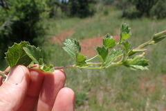 Chascanum