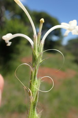 Chascanum