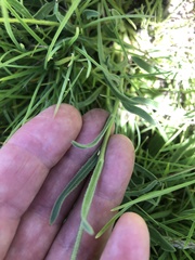 Dimorphotheca caulescens