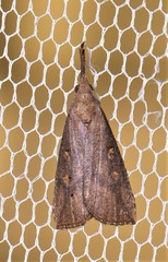 Hypena subvittalis