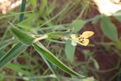 Commelina africana barberae