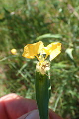 Commelina africana barberae