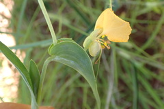 Commelina africana barberae