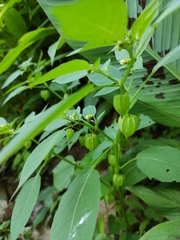 Physalis minima