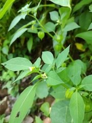 Physalis minima