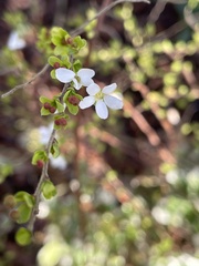 Spiraea thunbergii