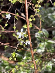 Spiraea thunbergii
