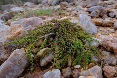 Portulacaria fruticulosa