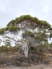 Eucalyptus armillata