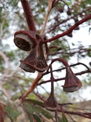 Eucalyptus armillata