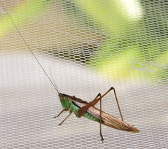 Conocephalus semivittatus