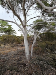 Eucalyptus armillata