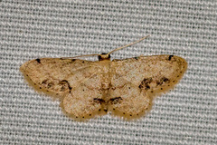 Idaea chotaria
