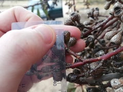 Eucalyptus obtusiflora