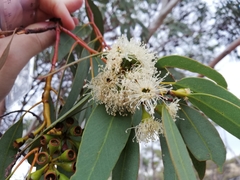 Eucalyptus obtusiflora
