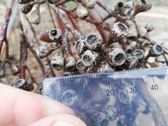 Eucalyptus obtusiflora