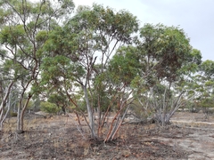 Eucalyptus obtusiflora