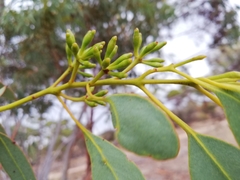 Eucalyptus obtusiflora