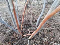 Eucalyptus obtusiflora