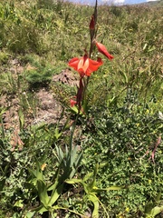 Gladiolus saundersii