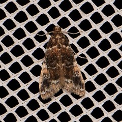Elophila responsalis
