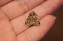 Pseudobryomima fallax