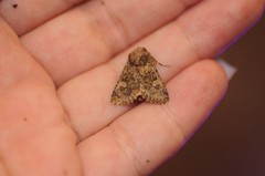 Pseudobryomima fallax