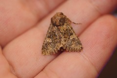 Pseudobryomima fallax