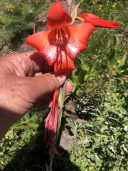 Gladiolus saundersii