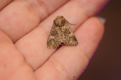 Pseudobryomima fallax