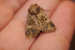 Pseudobryomima fallax