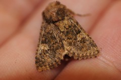 Pseudobryomima fallax