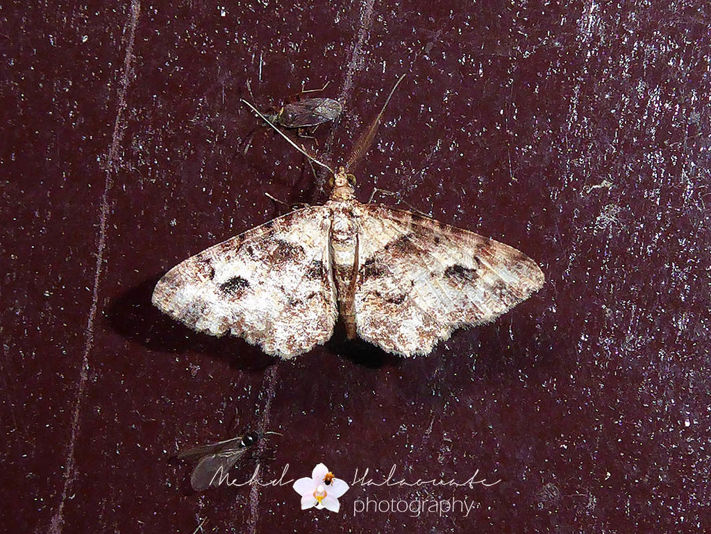 Myrioblephara transcendens (Myrioblephara transcendens)