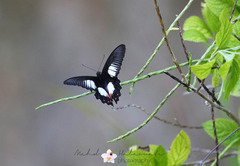 Papilio ambrax