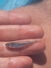 Atherinomorus stipes