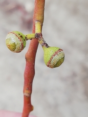 Eucalyptus camaldulensis arida