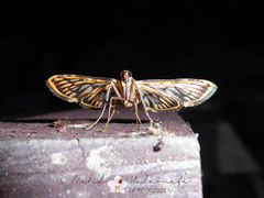 Rhimphalea sceletalis