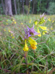 Melampyrum subalpinum