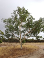 Eucalyptus camaldulensis arida