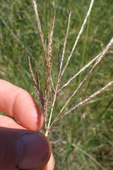 Bothriochloa insculpta
