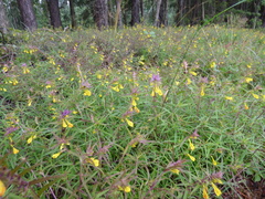 Melampyrum subalpinum