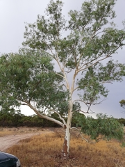 Eucalyptus camaldulensis arida