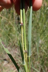 Bothriochloa insculpta